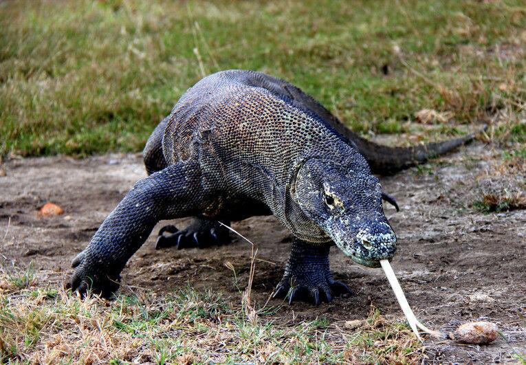 世界上没有天敌的十大动物,十大没有天敌的动物排行榜