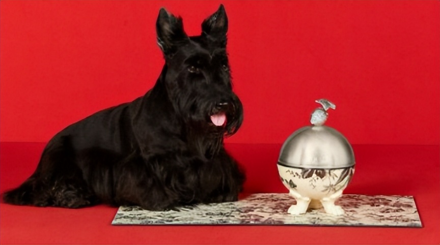 Gucci宠物单品曝光,捡屎包亮了