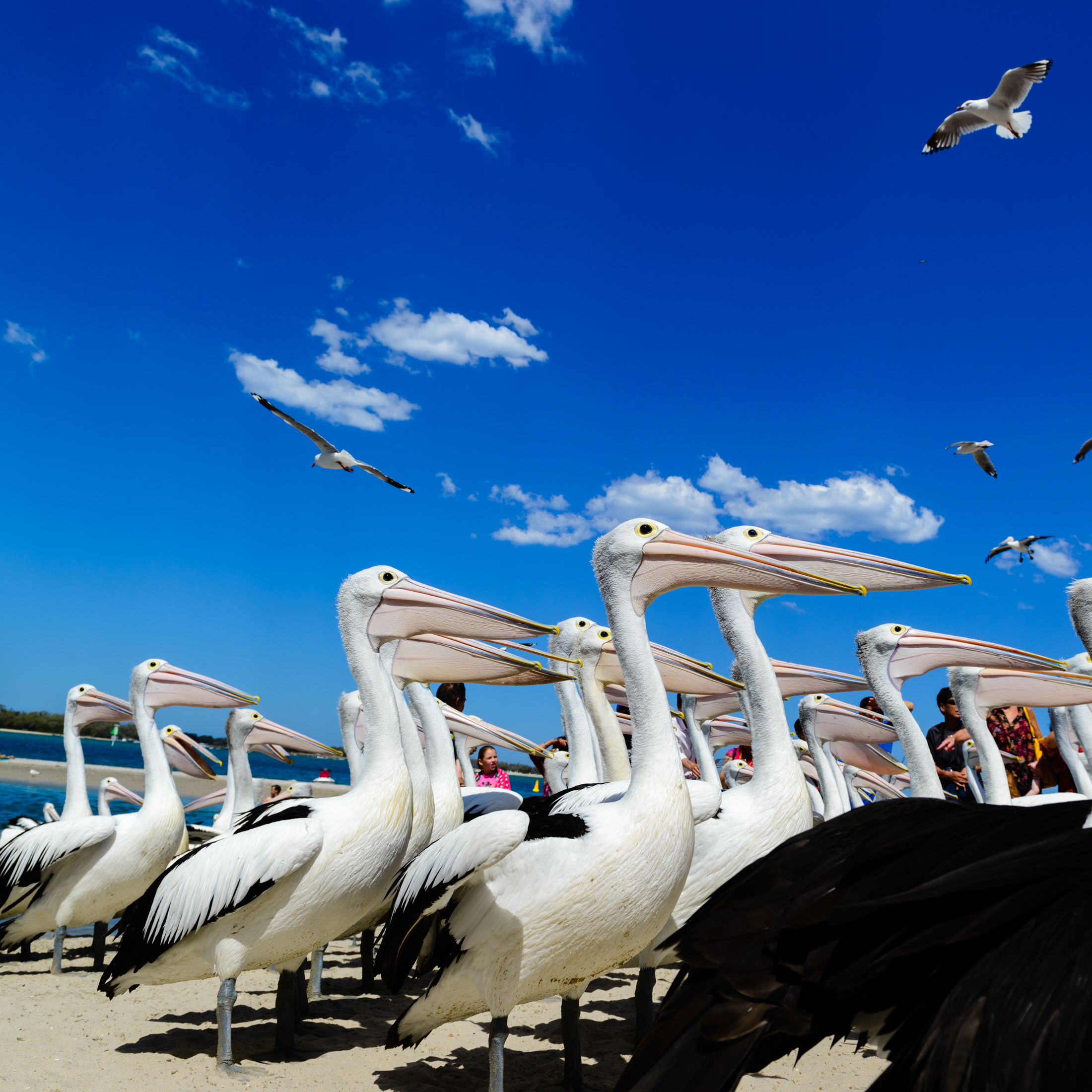 澳洲海边鹈鹕,澳洲黄金海岸鹈鹕