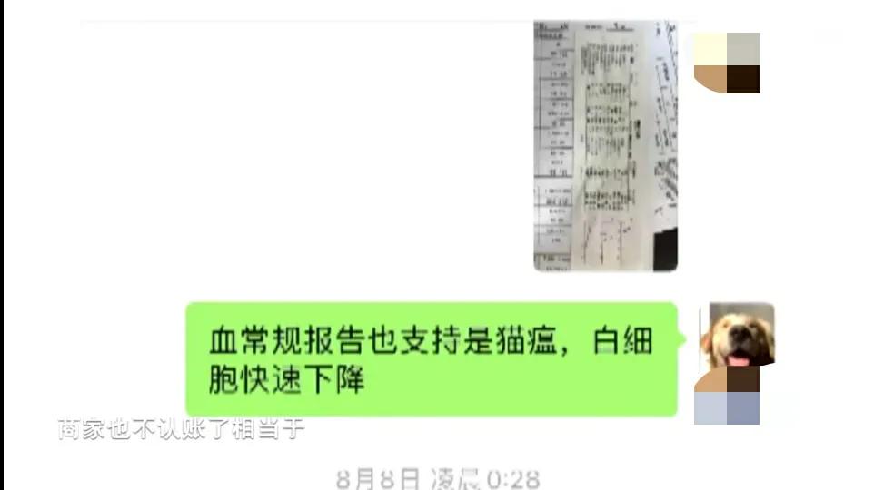 女子花十万元网购,女子花2300元买猫咪