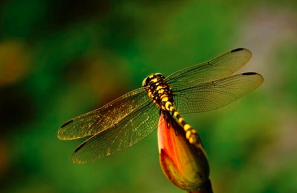 薄翅蜻蜓不足1克重，却能飞行6400公里，打破生命极限值