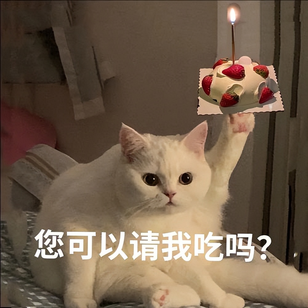 猫咪这些行为你知道背后的意思吗,猫咪有这些行为证明你养猫很失败