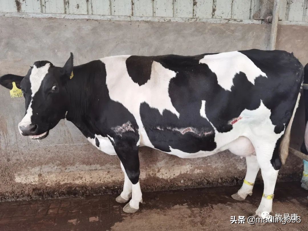 牧场标准化管理思路,牧场抖音运营