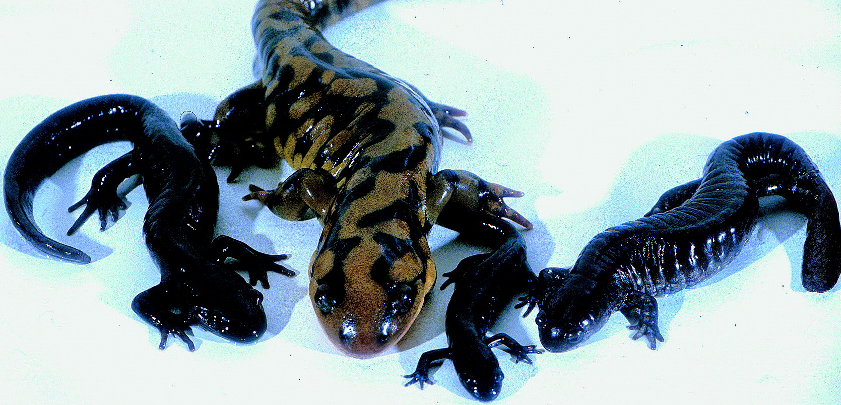 科学家都懵了！全员雌性、无生殖隔离，靠偷别人精子繁衍后代