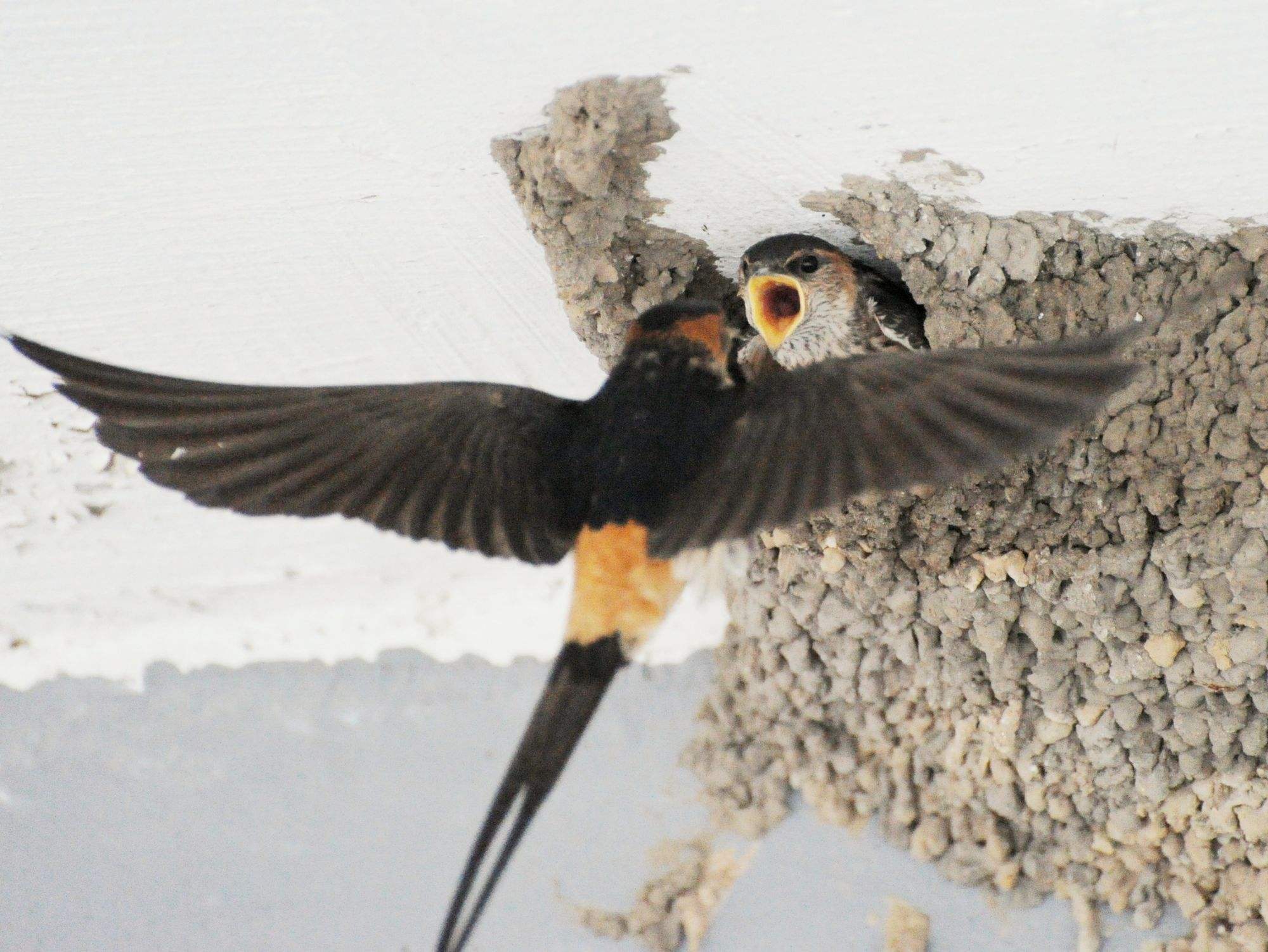 燕子筑巢被人看见,老人说燕子筑巢