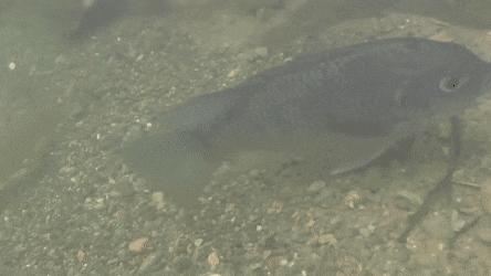 在美国很受欢迎的罗非鱼刺少肉多,美国罗非鱼刺少肉多