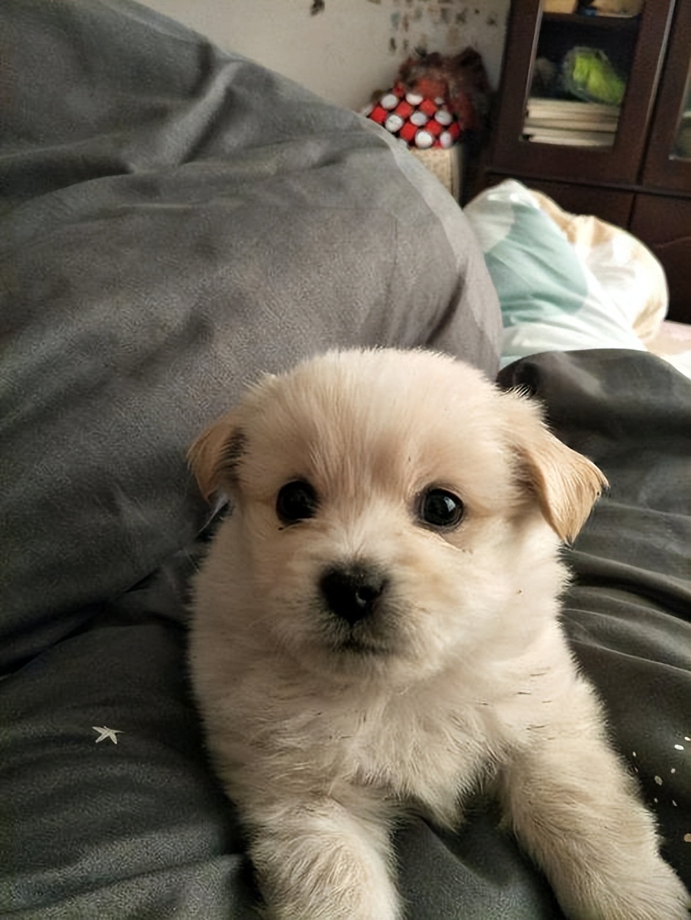 雪纳瑞幼犬喂养小知识,幼犬喂养小知识