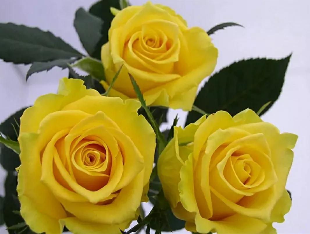 月季玫瑰蔷薇三姐妹的区别,月季蔷薇和玫瑰哪个更好看