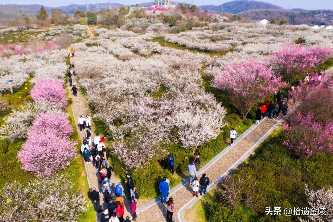 南京看梅花的地方,南京梅花里房价