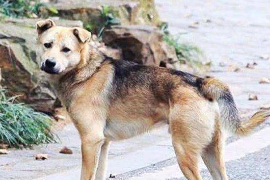 尾巴“下垂”的狗狗，不能养，别问为什么