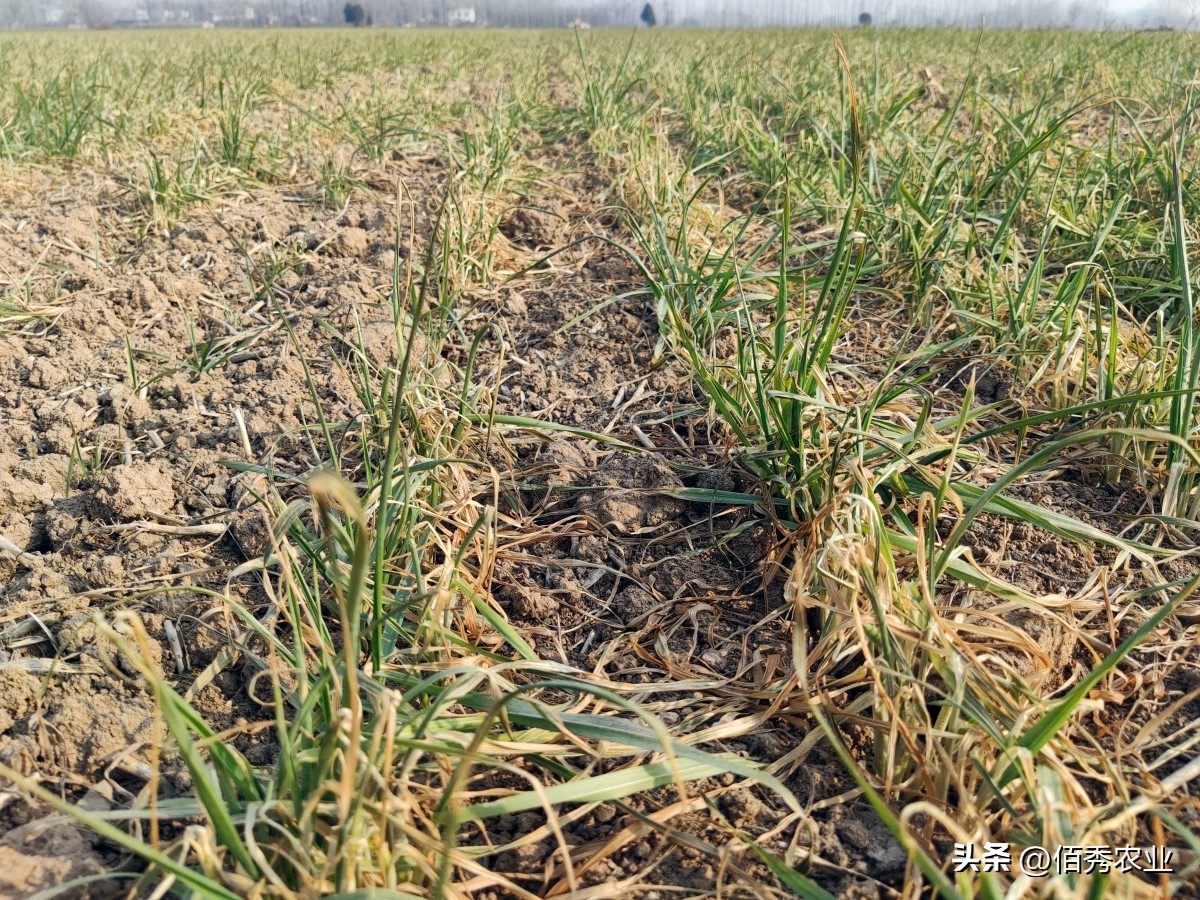 北方小麦干枯死亡，是秸秆还田还是种子不抗冻导致？有补救方法吗