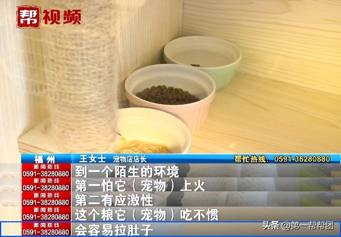 回家过年宠物怎么安置,寄养宠物需要注意什么细节