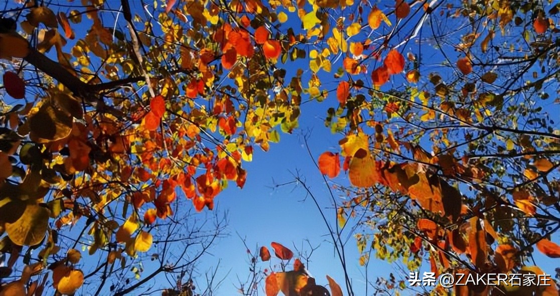 石家庄早新闻,早新闻完整内容