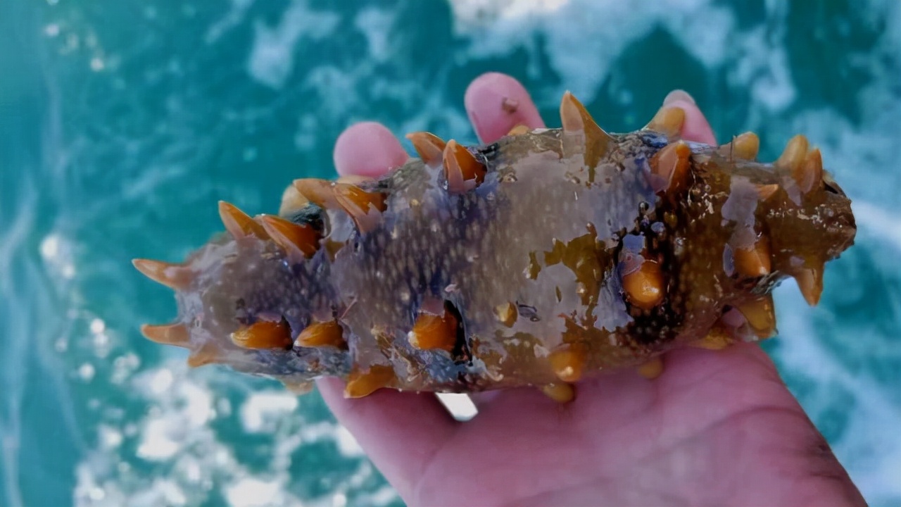 同样是滨海城市，青岛海参为什么没大连海参名气大，其实是不了解