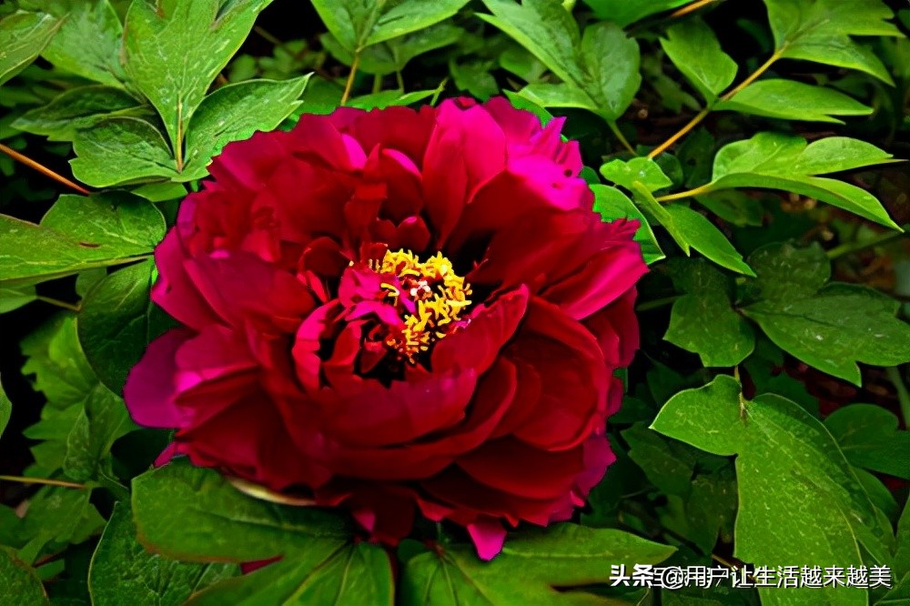 牡丹为什么被称为中国的国花,为什么牡丹能成为中国的国花