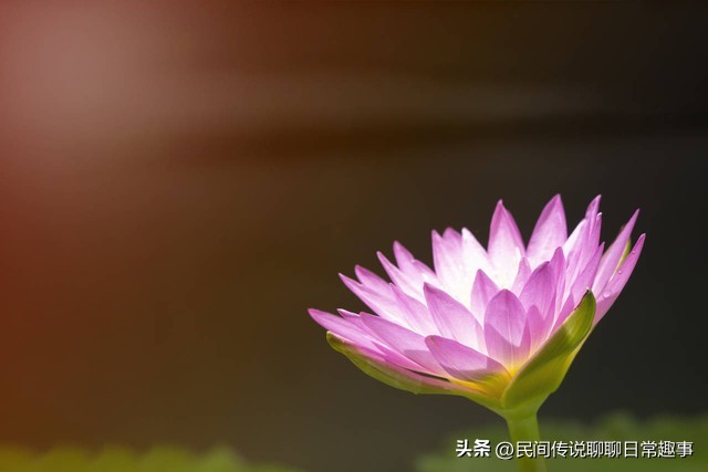 净土学佛的最高境界,往生净土的修行要义