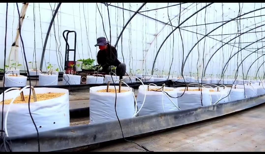 日本夫妇种植有机蔬菜,日本乡村两夫妻种菜