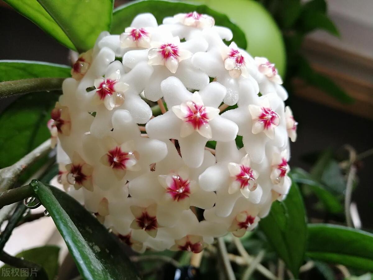 哪种球兰开花多耐阴耐晒,球兰开花了满屋飘香