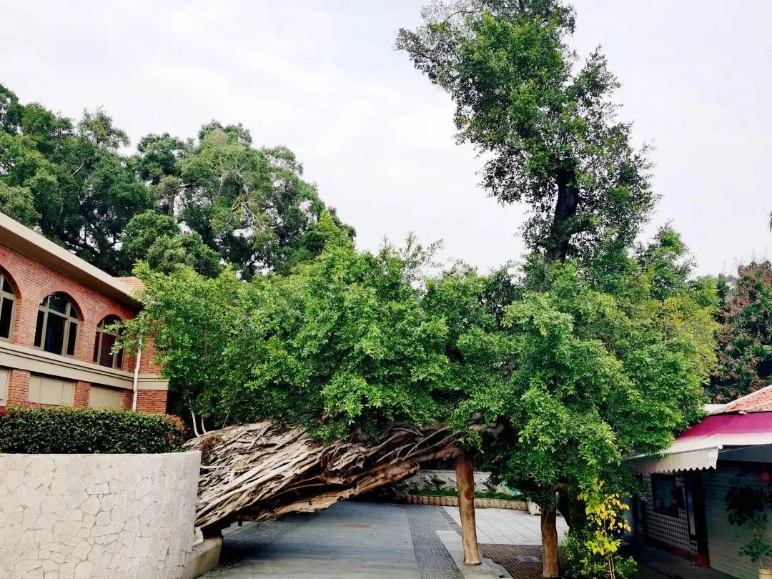 鼓浪屿申遗成功五周年,鼓浪屿申遗宣传片英文