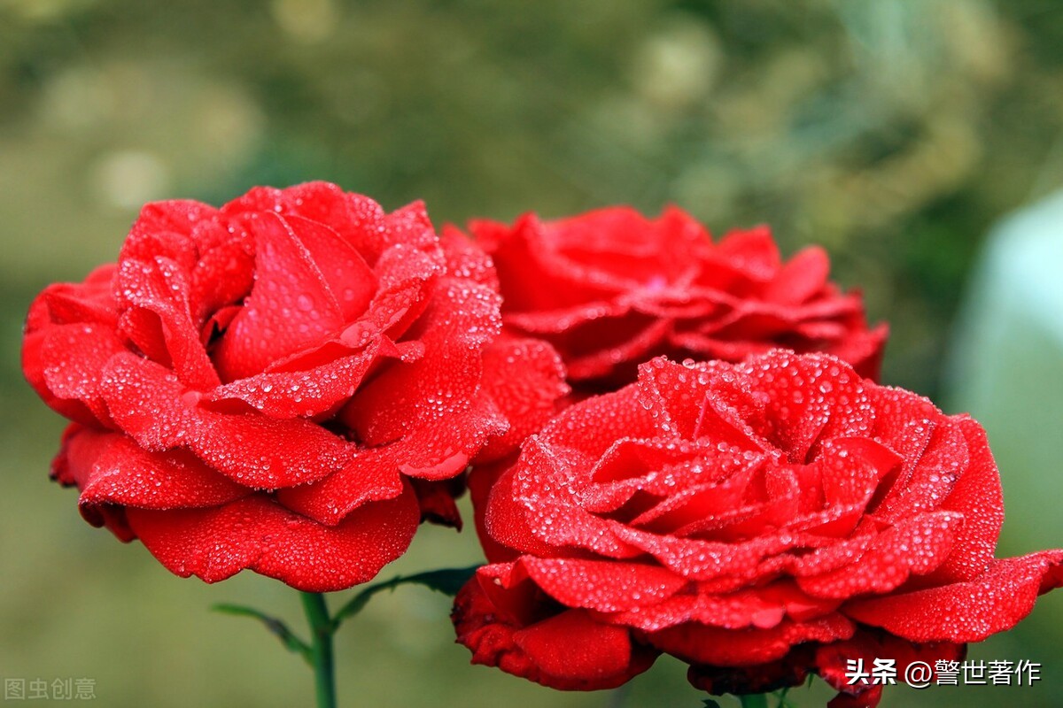 七律诗十首爱国,七律祖国诗