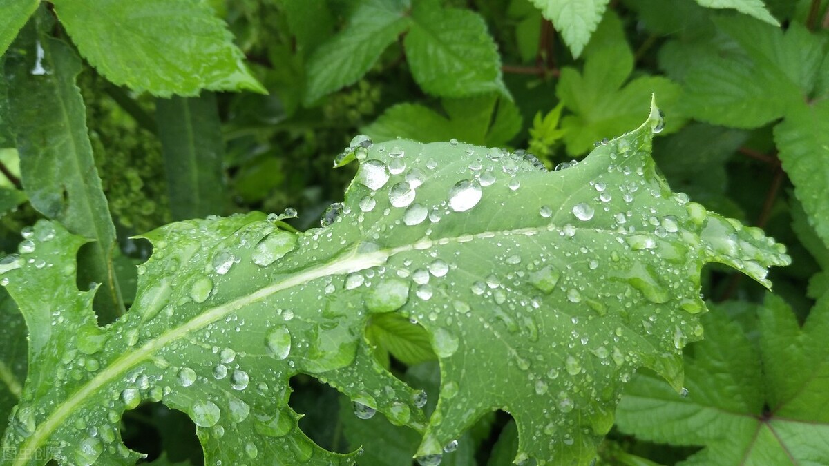 谁言寸草心报得三春晖的解释,谁言寸草心报得三春晖什么意思