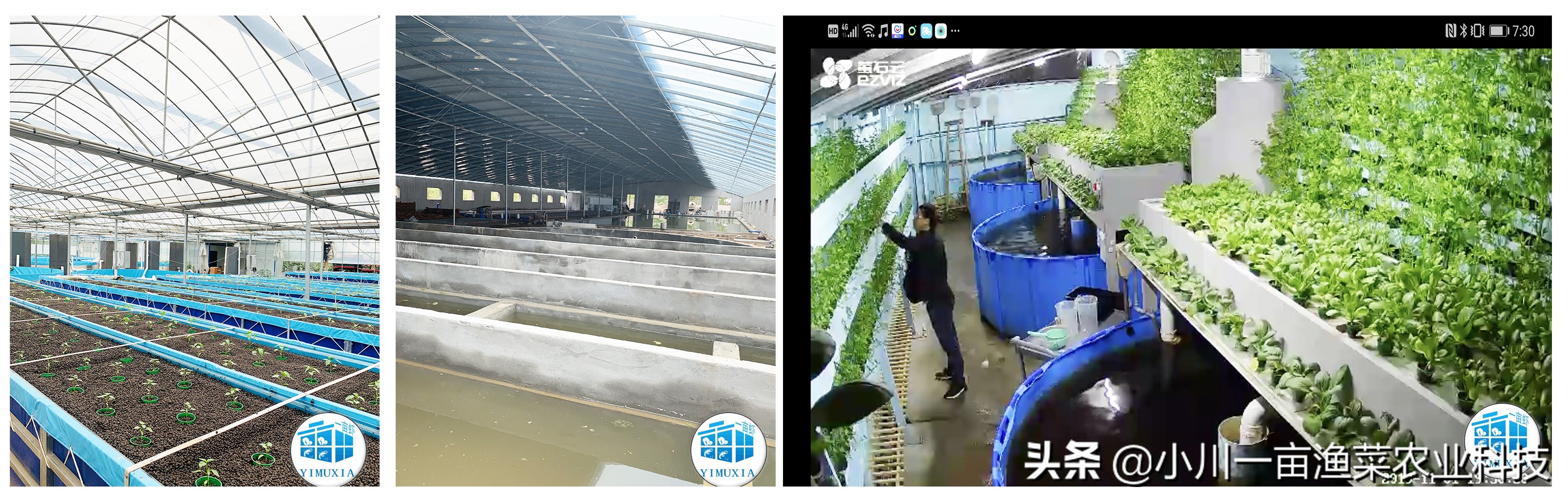 鱼菜共生硝化菌的制作方法,鱼菜共生需要投放硝化菌吗