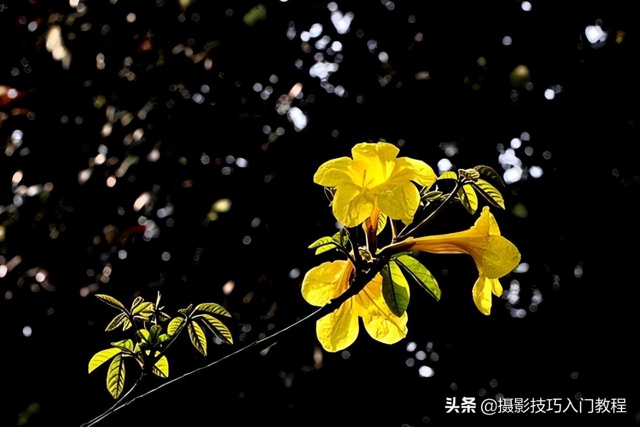 摄影花怎么拍,摄影技巧拍花常用的5种构图方法