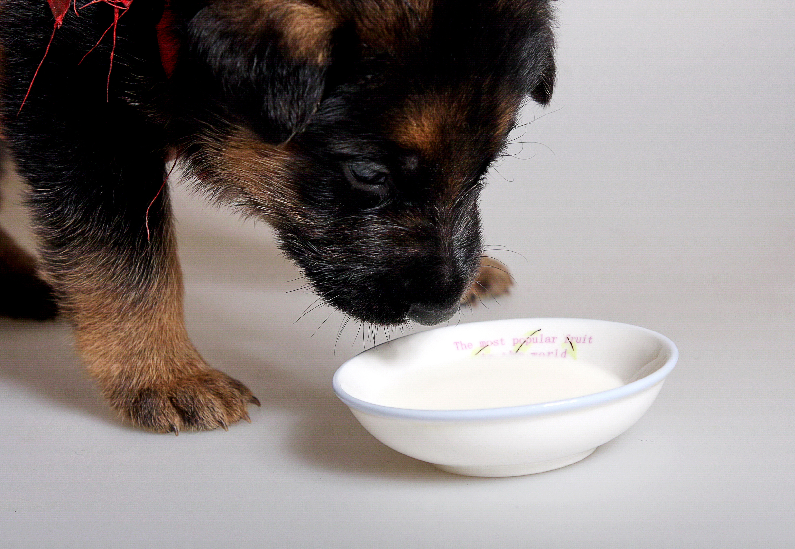 德牧养殖技术书籍大全,德牧饲养攻略