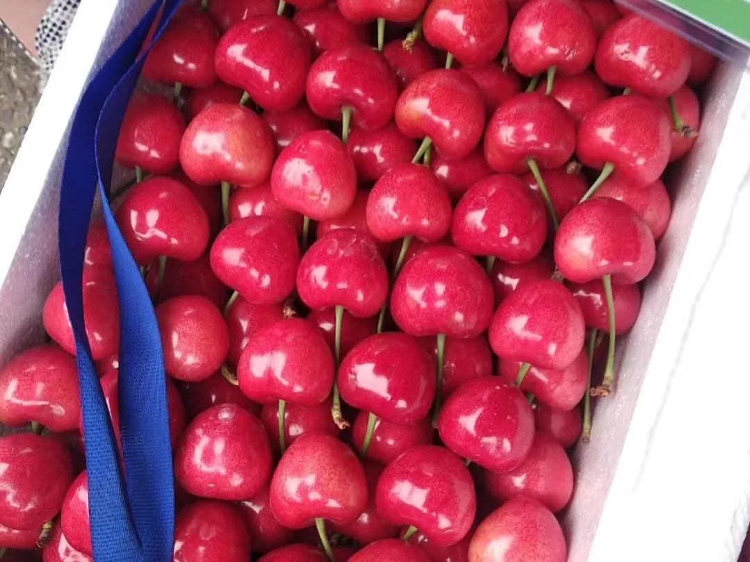 国内大樱桃现在都是哪里产的,中国三十多年前的樱桃