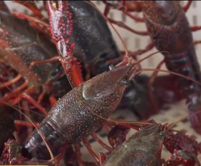 小伙养龙虾,小伙养十只大龙虾