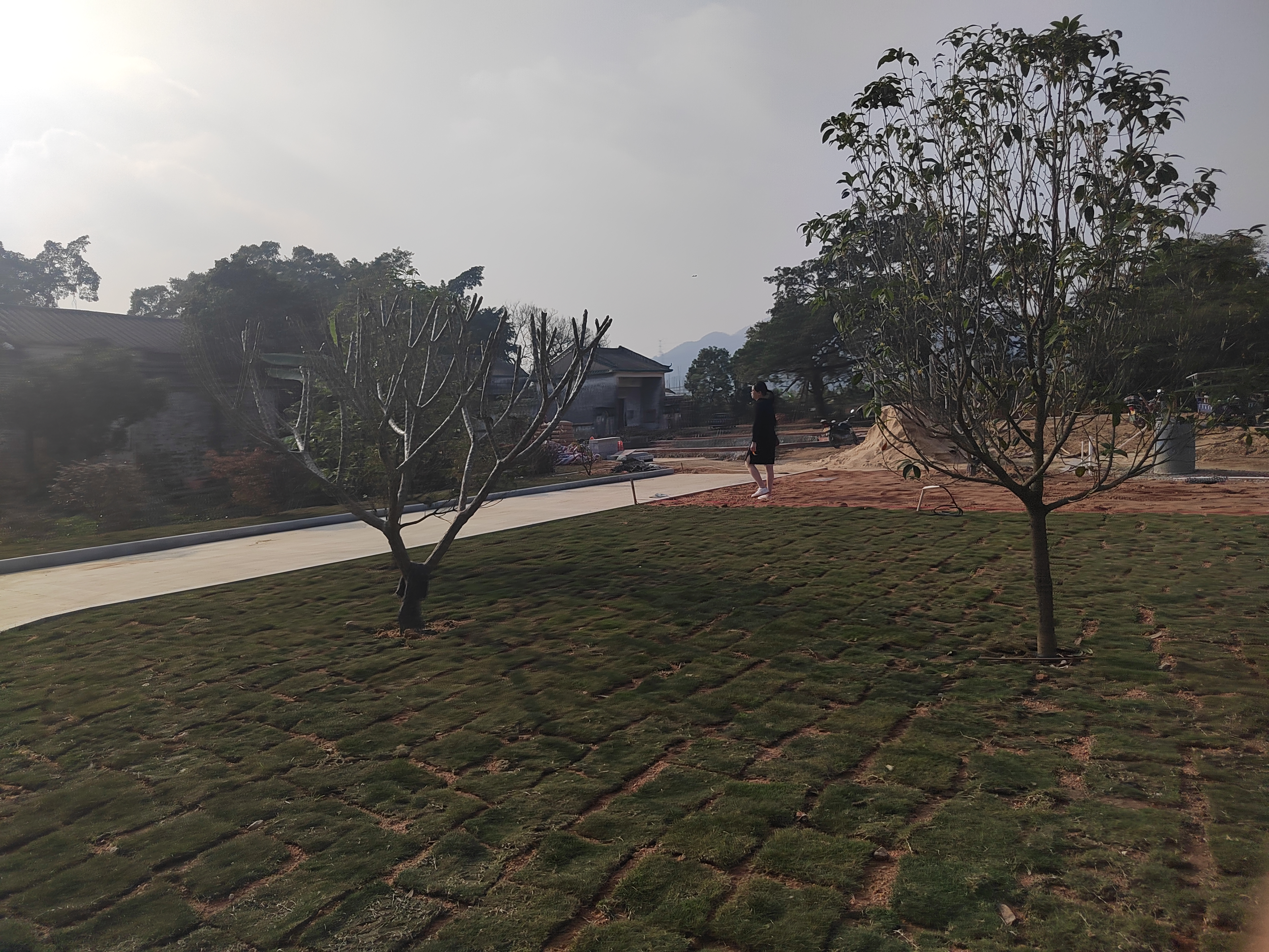 江门新会旅游景点小鸟的天堂,新会小鸟天堂历史记录