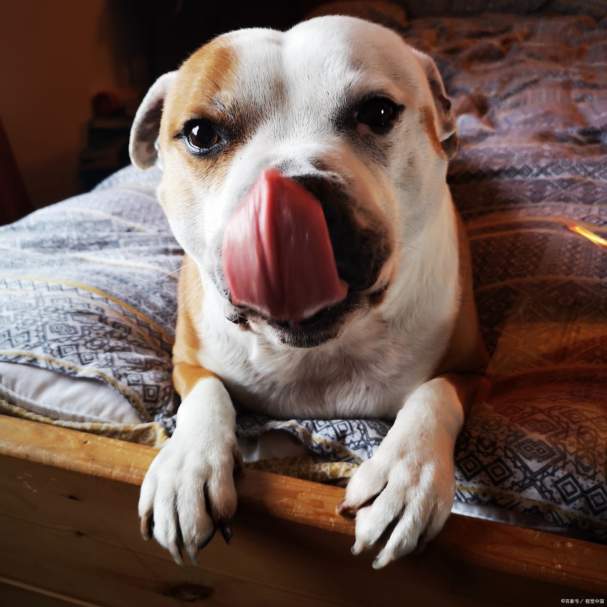 狗狗肠胃不好导致口臭怎么办,狗狗口臭怎么办最快解决方法