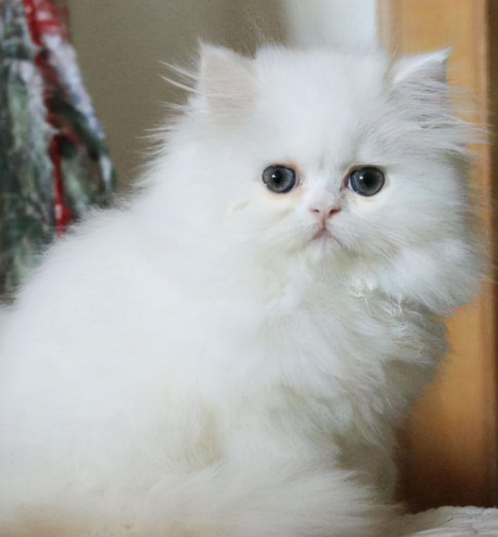 英短蓝猫放屁很臭,波斯猫便便臭怎么解决的