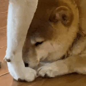 电脑端观影神器,电脑端免费观影神器