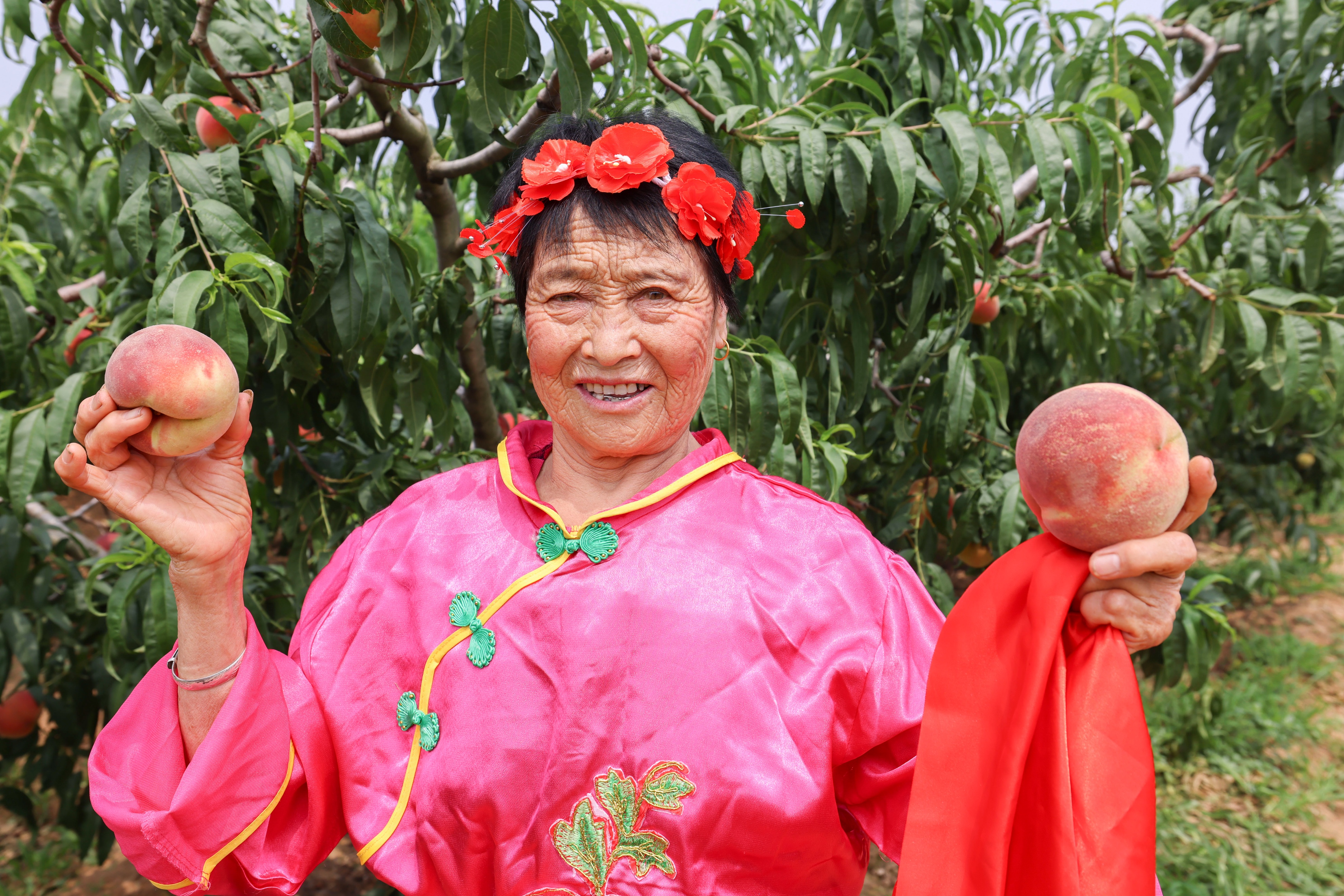 春有桃花源艺术节，夏有蜜桃采摘季，蜜桃成徐村乡村振兴新名片
