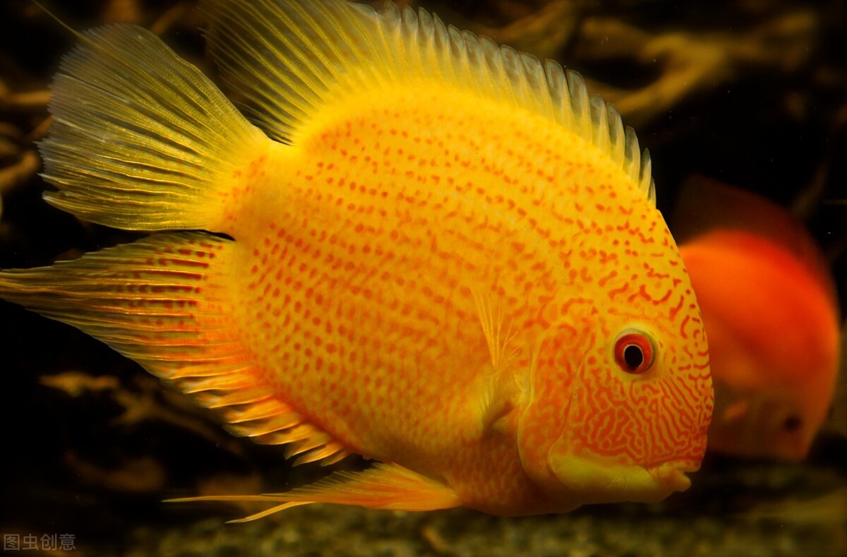 祝福朋友们虎年大吉年年发大财,祝福大家虎年大吉年年发大财