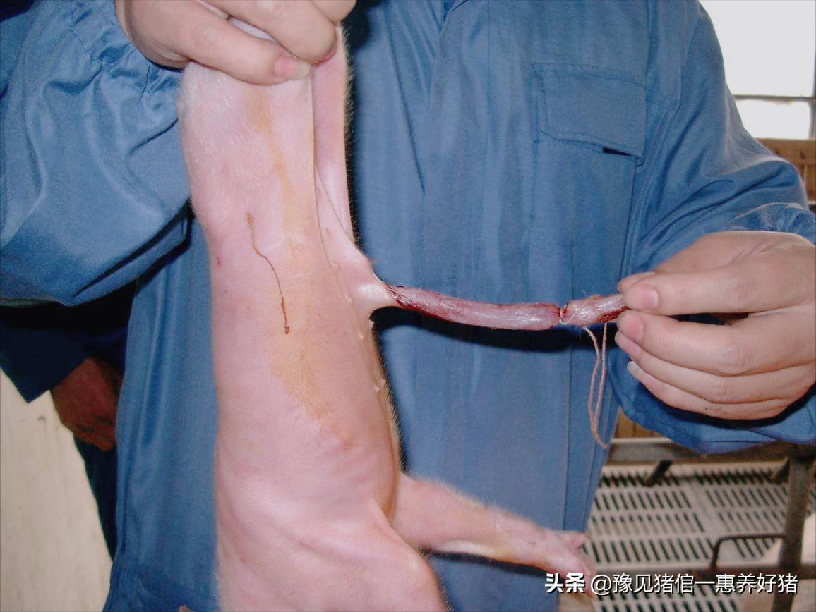 养猪秘籍仔猪要不要剪尾巴,养猪知识养仔猪7个注意事项