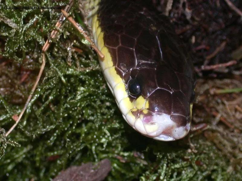 世界十大毒物动物,世界十大毒物排行榜的视频