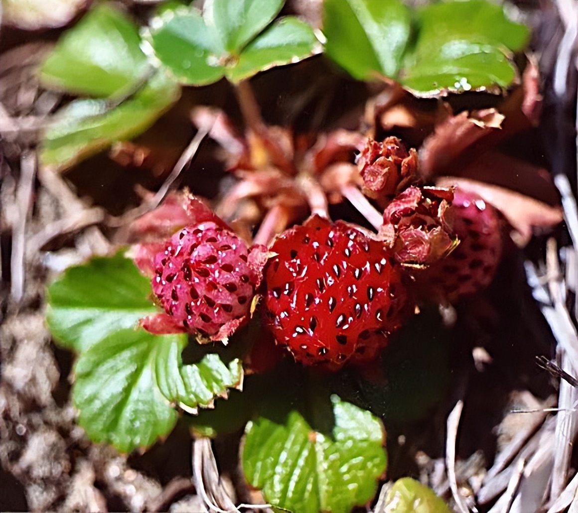 法国的弗州草莓和智利草莓从哪来,凤梨草莓跟普通草莓
