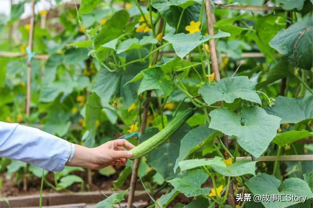 安徽夫妇在俄罗斯远东种菜，销售大白菜的时候被韩国人摆了一道