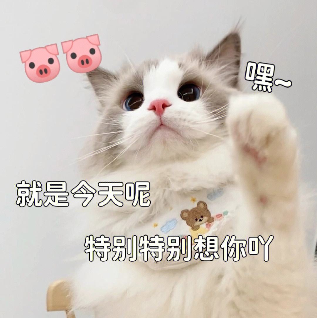 钟南山院士建议孕妇养猫狗原视频,钟南山院士谈养猫预防哮喘