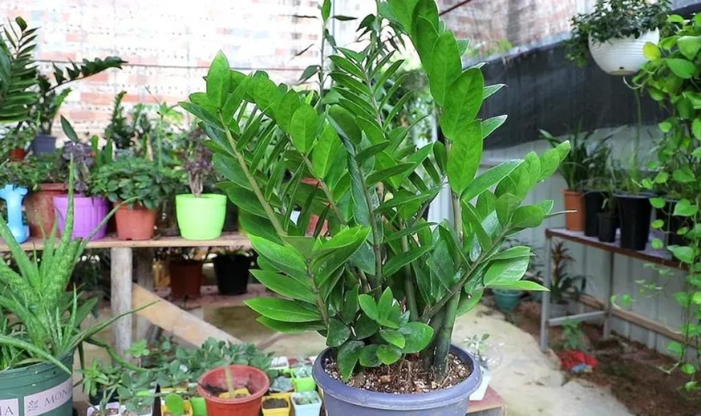 客厅一年四季都好养的什么大植物,客厅盆栽植物推荐第一名发财树