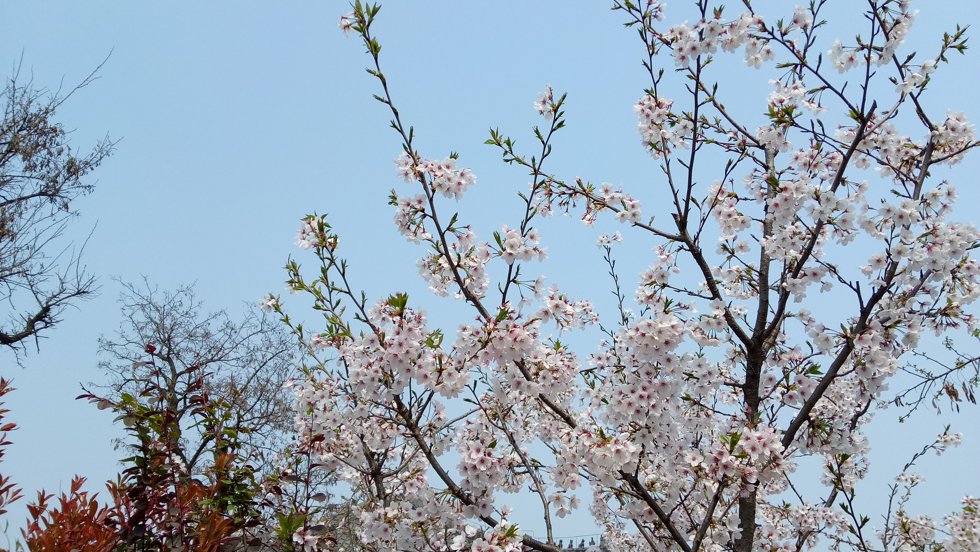徐州的春天（春之徐）