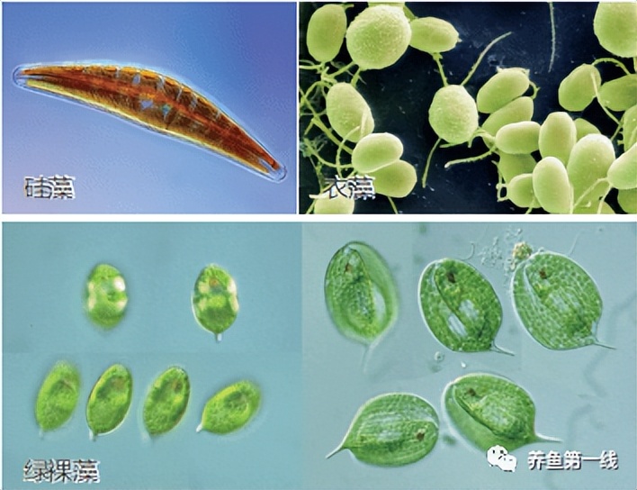 家鱼养殖如何投苗,养殖鱼技术和鱼苗