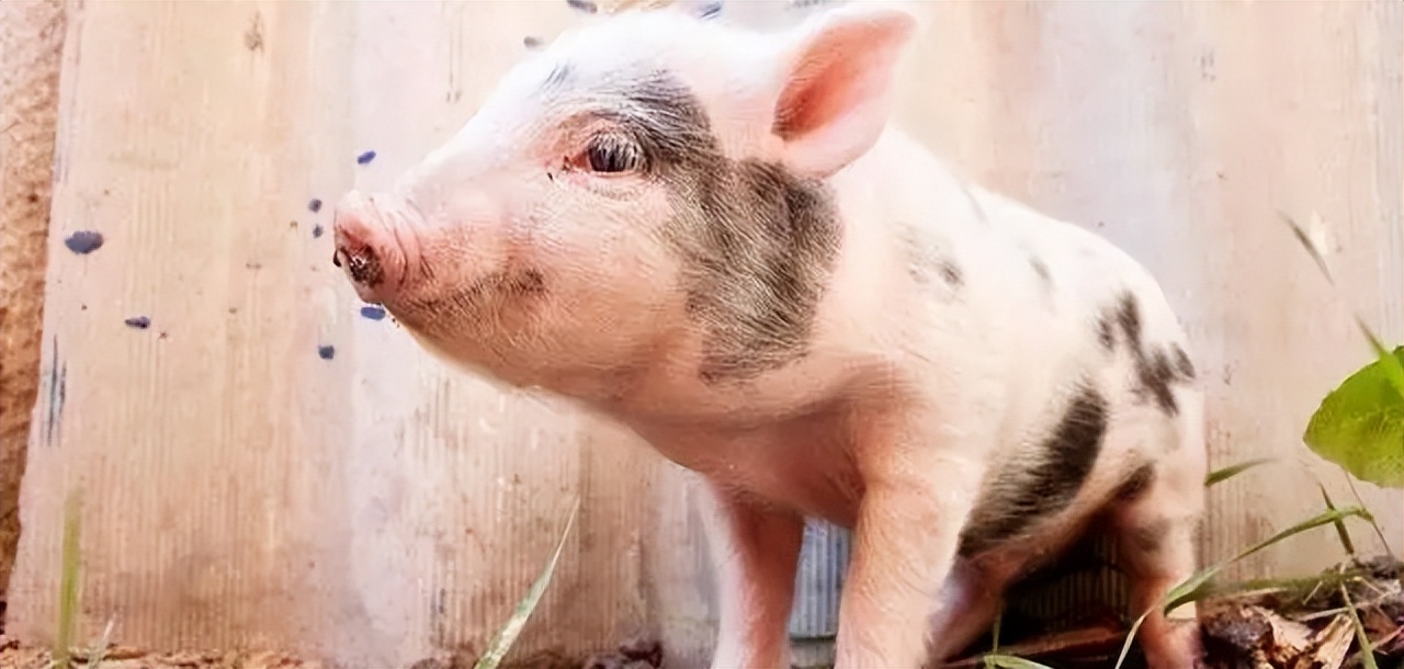 英国人探险山洞遇见恐怖未知生物,山海经中半猪人的秘密