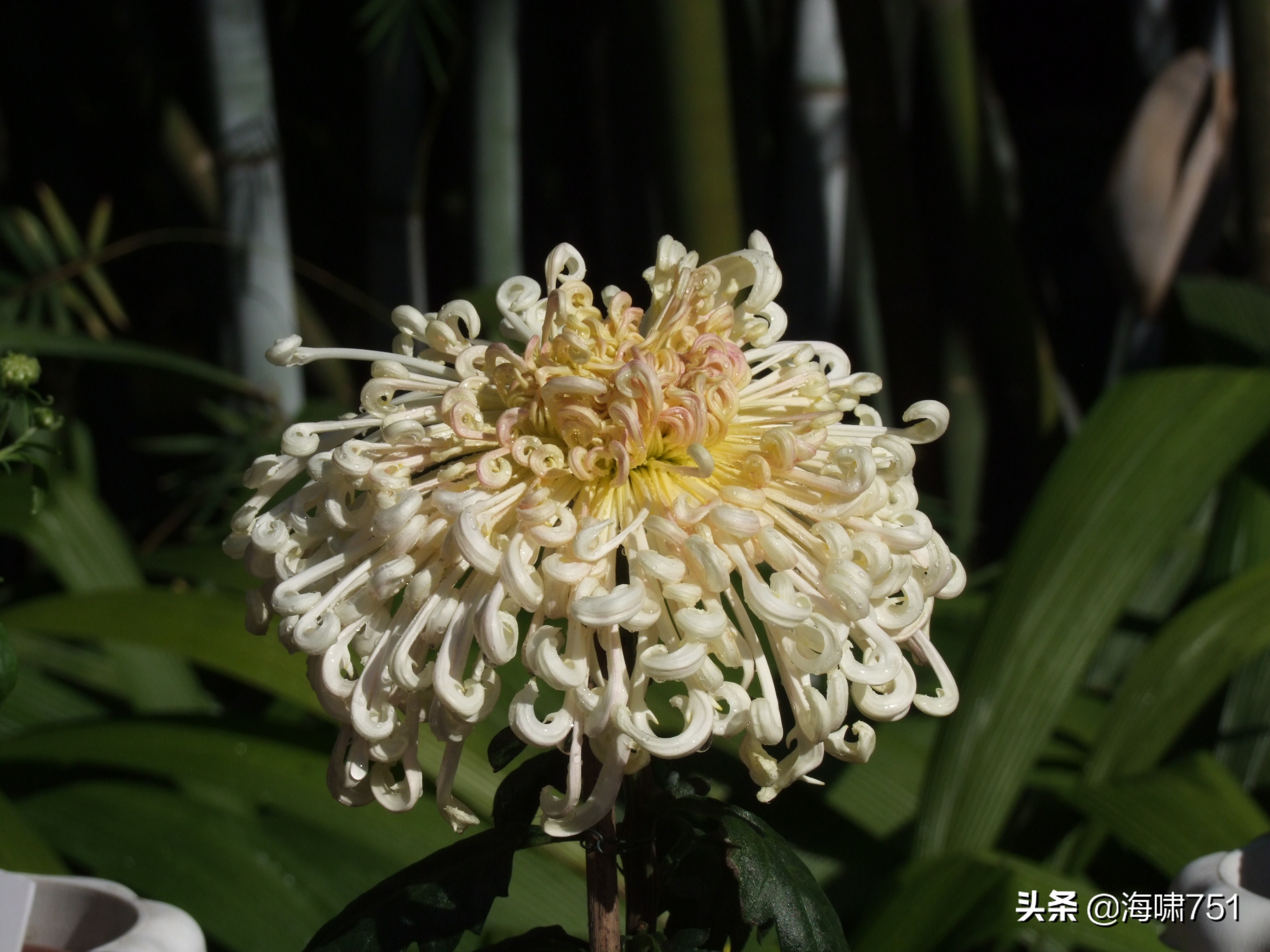 黄花岗公园开放时间,黄花岗公园停车