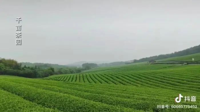 丑出圈局长,文旅局局长扮白衣侠客被嘲丑出圈