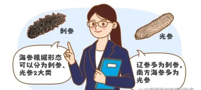 海参哪个牌子好带礼盒,海参的品牌哪个最好