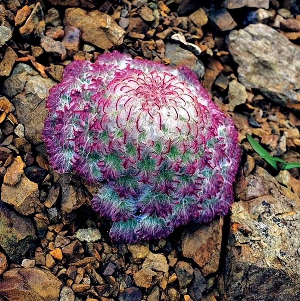 高原雪兔作用,水母雪兔用途有哪些