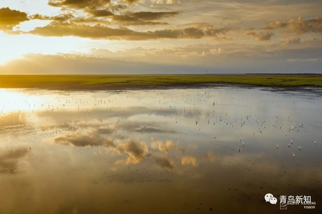 世界上最罕见的动物之勺嘴鹬,勺嘴鹬是不是濒危动物
